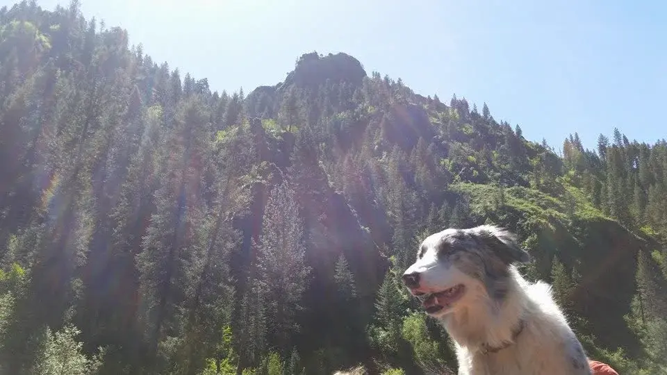 Dog enjoying the mountain trails near Faull Line Gravity Park in Horseshoe Bend, Idaho